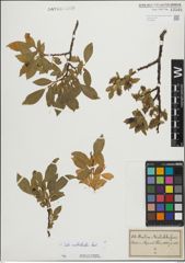 Foto von Salix mielichhoferi Saut.